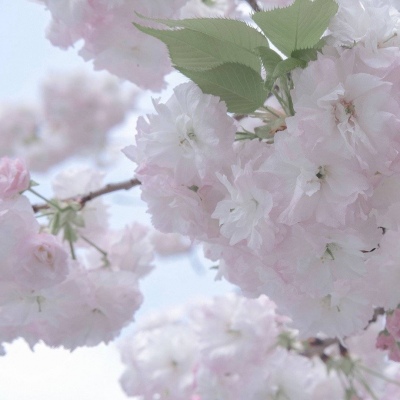 马村FurryQQ群介绍